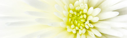 Bloem
